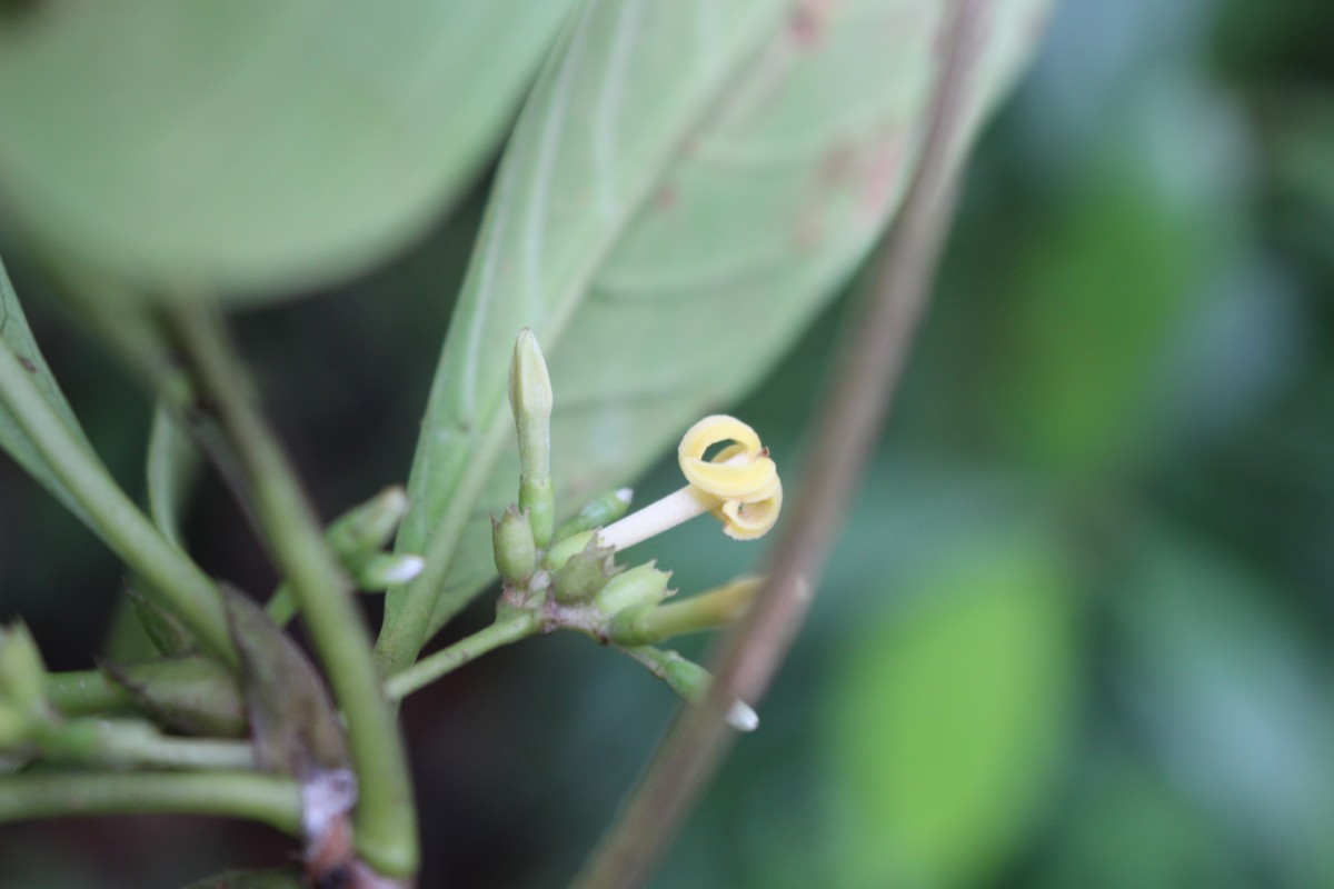 Timonius flavescens (Jacq.) Baker